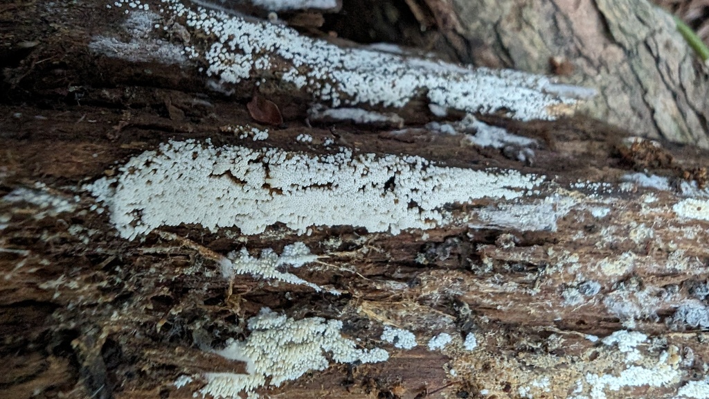 Henningsomyces candidus · May 2024 · photo: © atsushi_nakajima_cirque (iNaturalist, cc-by)