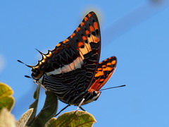 Charaxes saturnus