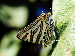 Cigaritis natalensis
