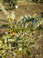 Abies koreana
