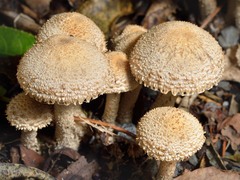 Lacrymaria asperospora