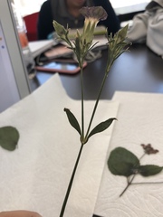 Dianthus caryophyllus