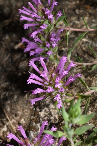 Thymus longiflorus, photograph 1
