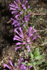 Thymus longiflorus