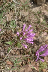 Thymus longiflorus, photograph author not stated, no rights reserved