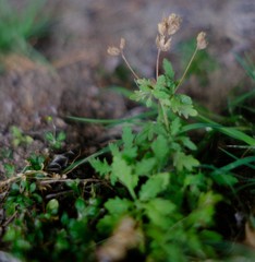 Trieenea elsiae