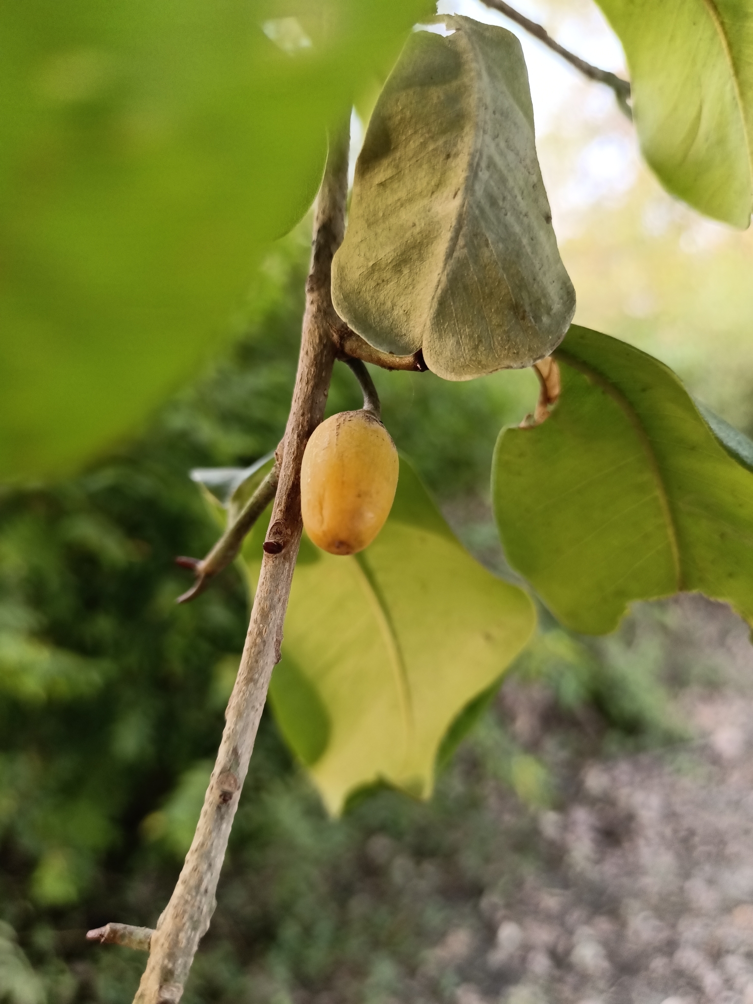 Imagem de Maçaranduba