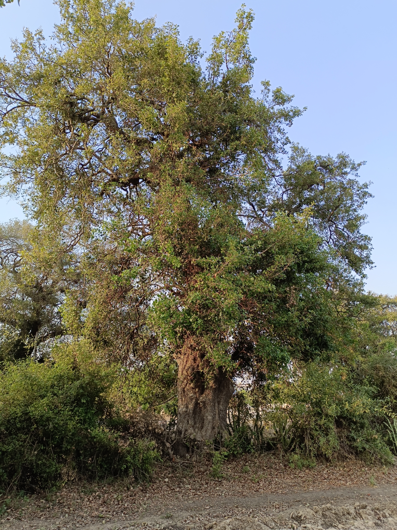 Imagem de Maçaranduba
