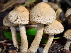 Lacrymaria asperospora