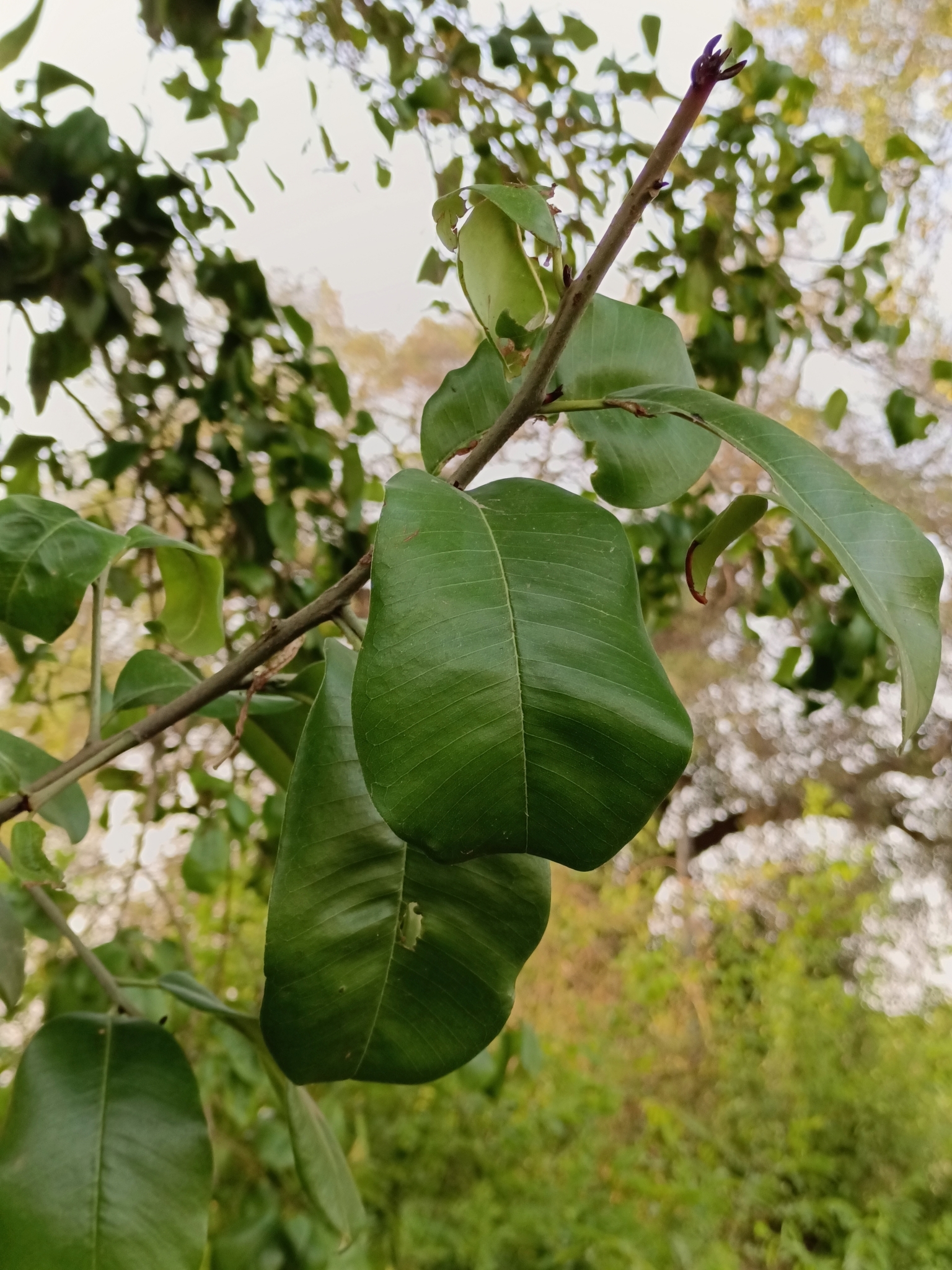 Imagem de Maçaranduba