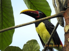 Pteroglossus viridis