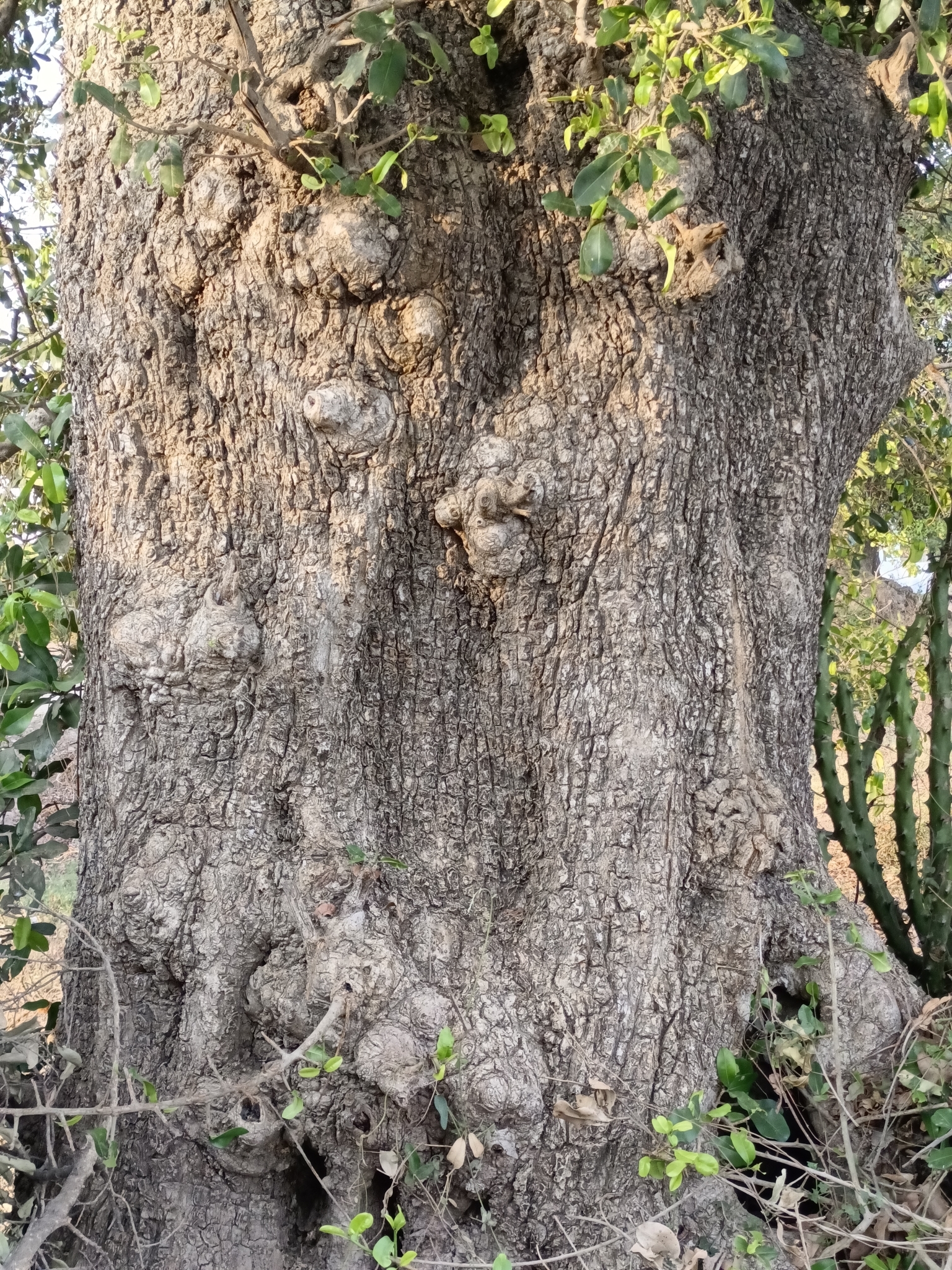 Imagem de Maçaranduba