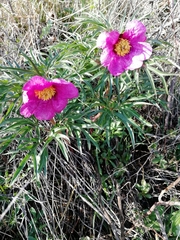 Paeonia hybrida