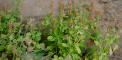 Trieenea elsiae