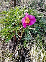 Paeonia hybrida