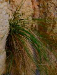 Ficinia esterhuyseniae