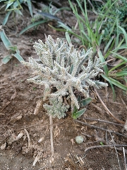 Eriospermum dregei