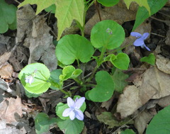 Viola rostrata