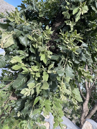 Quercus brantii, photograph 3