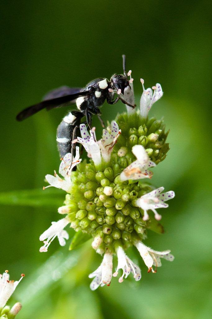 Pseudodynerus quadrisectus