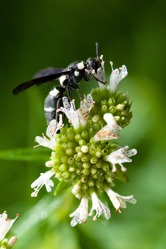 Pseudodynerus quadrisectus