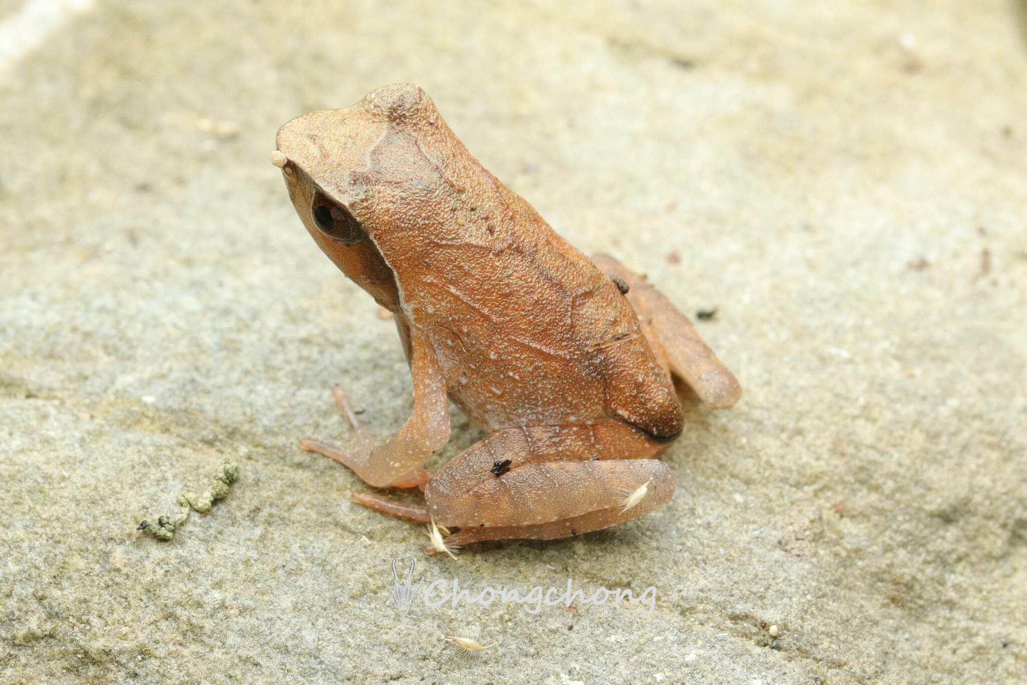 Concave-Crowned Horned Toad photo 2