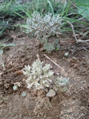 Eriospermum dregei