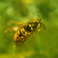 Vespula atropilosa