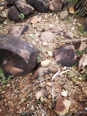 Thamnophis cyrtopsis