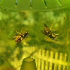Vespula atropilosa