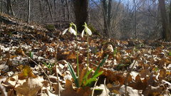 Galanthus plicatus