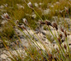 Thamnochortus schlechteri