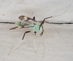 Stenochironomus hilaris