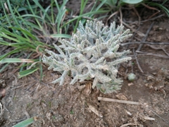 Eriospermum dregei