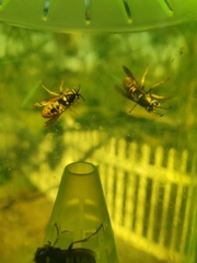 Vespula atropilosa