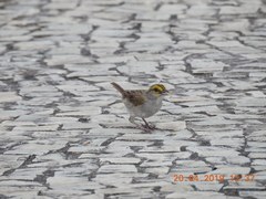 Ammodramus aurifrons