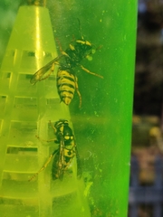 Vespula atropilosa