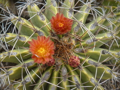 Ferocactus echidne