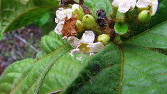 Cordia nodosa