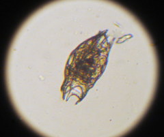 Mytilina