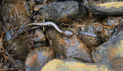 Plethodon dunni