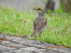 Ammodramus aurifrons