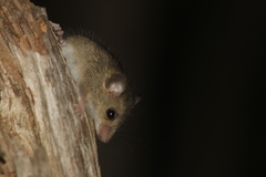 Reithrodontomys gracilis