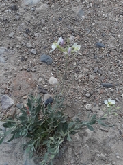 Nerisyrenia camporum