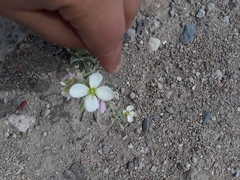 Nerisyrenia camporum