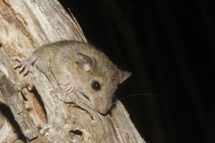 Reithrodontomys gracilis