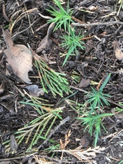 Calocedrus
