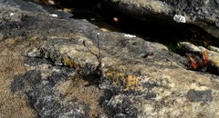 Ecchlorolestes peringueyi