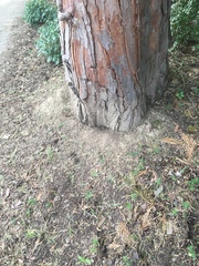 Calocedrus