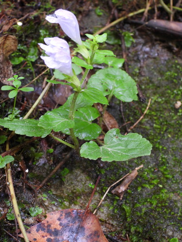 Image of Meehania cordata by (c) Anna Hess, some rights reserved (CC BY)